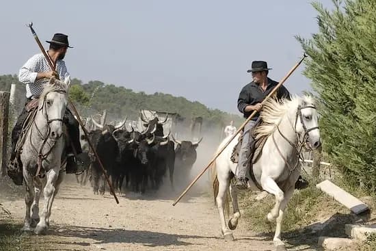 Manade des Oliviers — photo 5