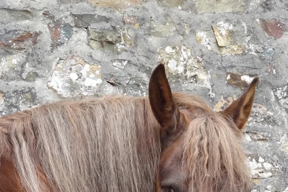 Les attelages du Guildo — photo 4