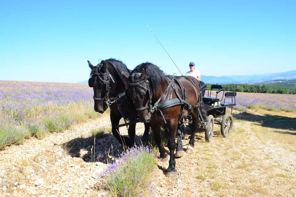 Lavandes en Calèche — photo 3