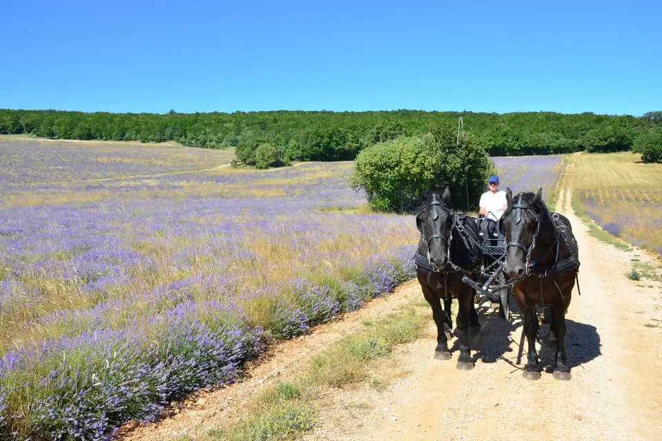 Lavandes en Calèche — photo 4
