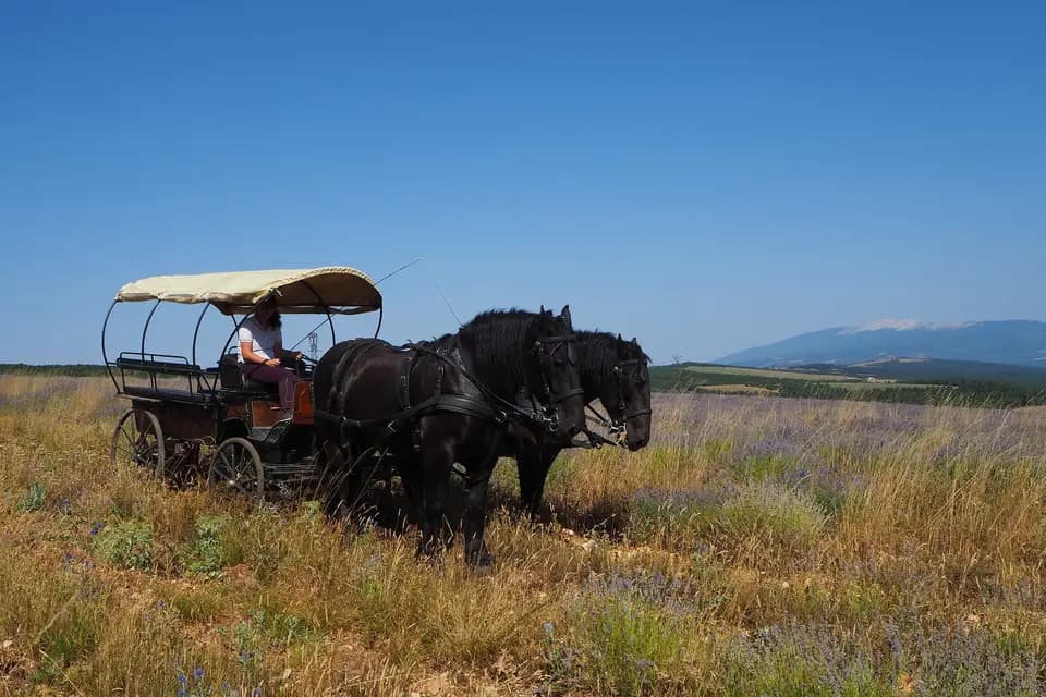 Lavandes en Calèche — photo 5
