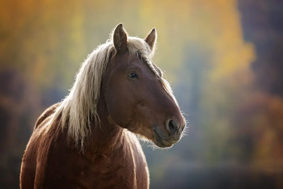 Les Attelages d'Elys