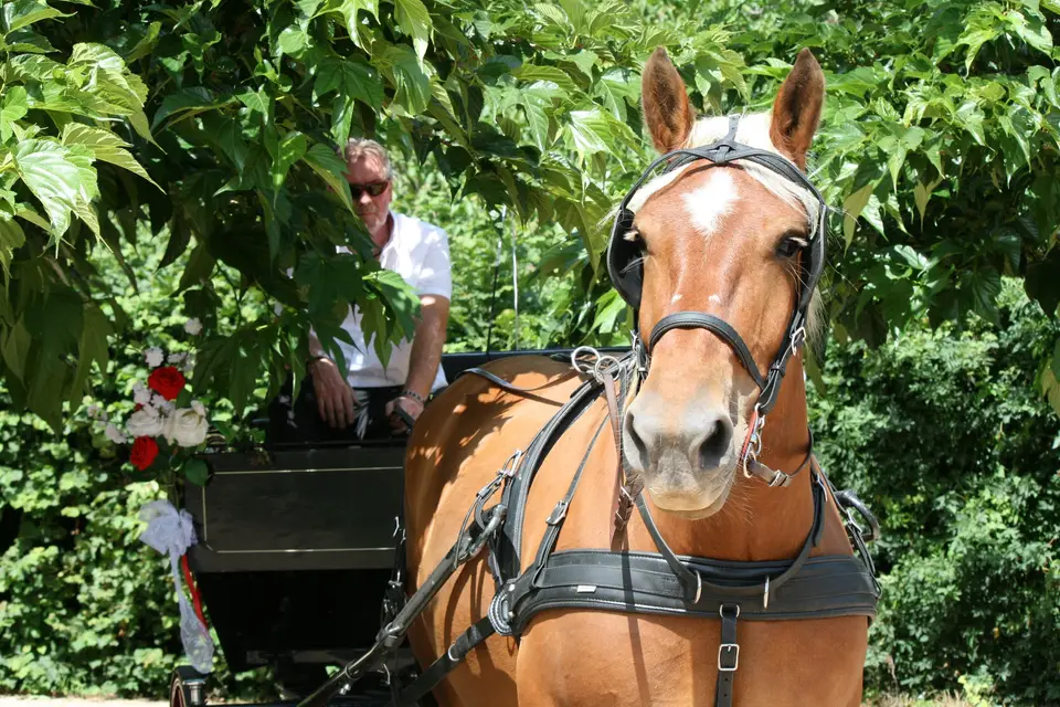 Les Attelages d'Elys — photo 7