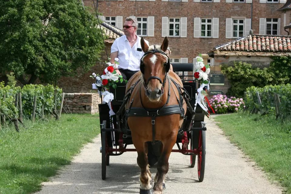 Les Attelages d'Elys — photo 8