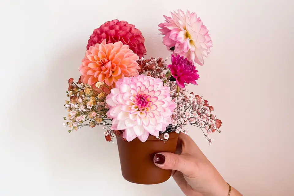 Coquelicotte — photo 7