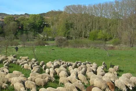 Abbaye de Silvacane — photo 5