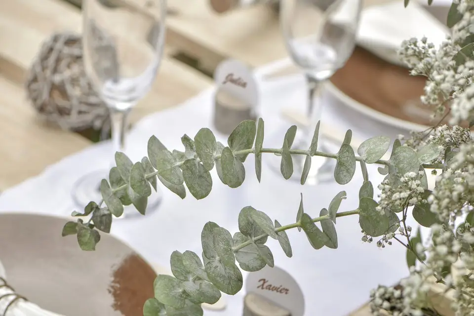 Dragées — photo 7