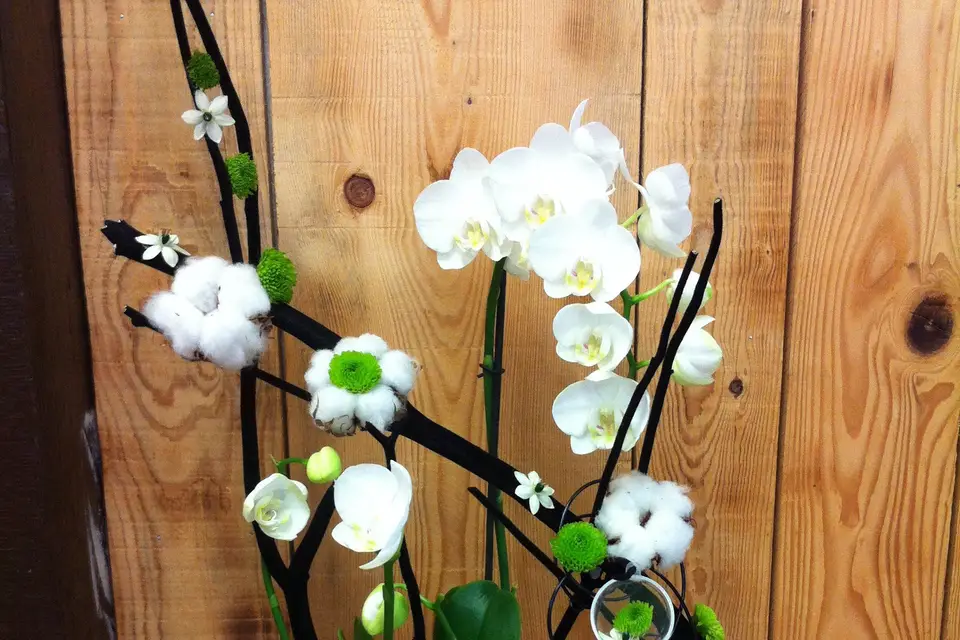 Célifleurs — photo 6