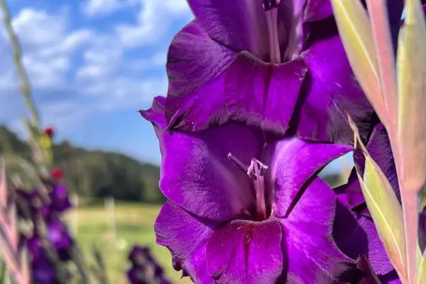 Les 5 Saisons — photo 5