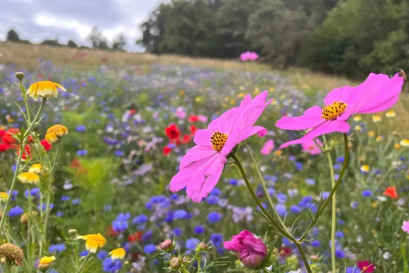 Les 5 Saisons — photo 6