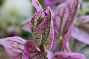 Les 5 Saisons — photo 8