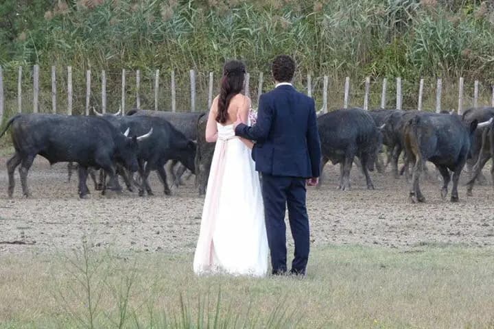 Mas du Ménage en Camargue — photo 3