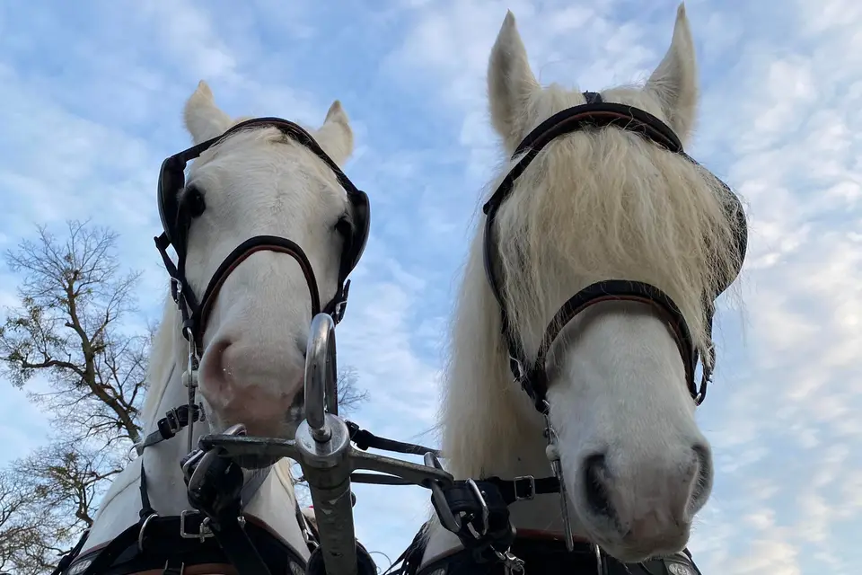 As et Compagnie — photo 6