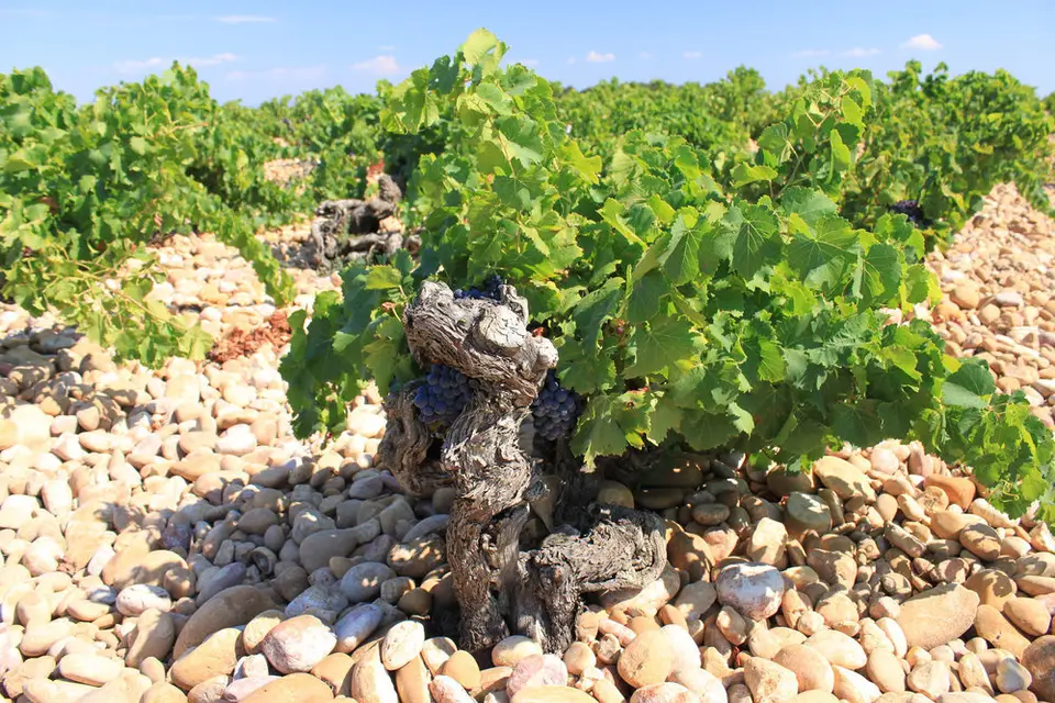 Domaine Saint Laurent — photo 6