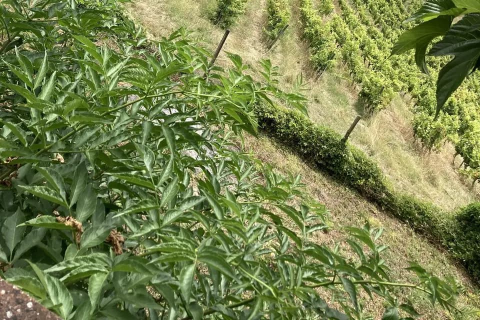 Maison Sarment — photo 4