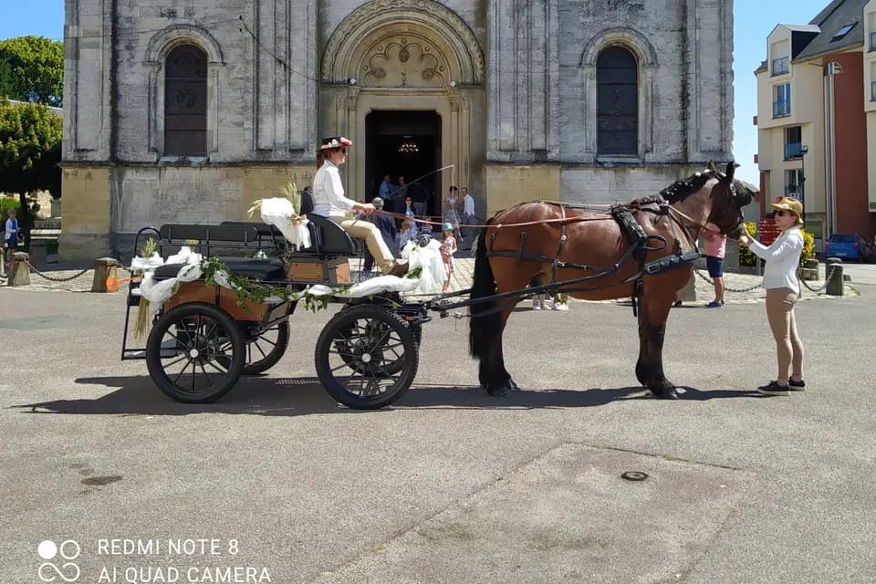 Attelages de la Jumenterie des Néfliers