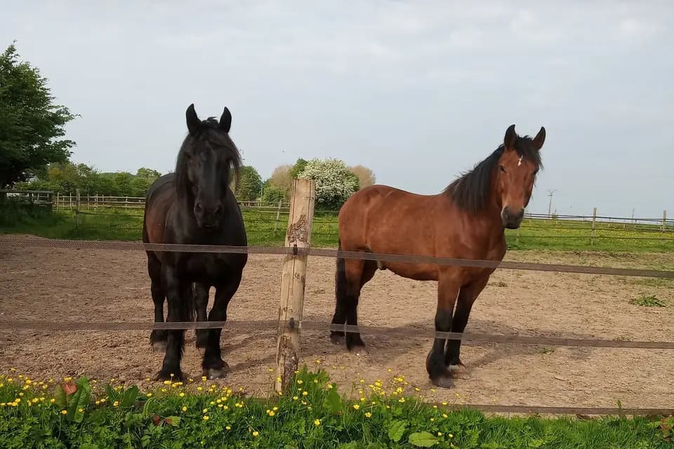 Attelages de la Jumenterie des Néfliers — photo 8