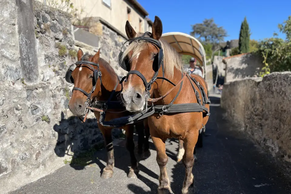 Association Calèches des Puys et Patrimoine — photo 2