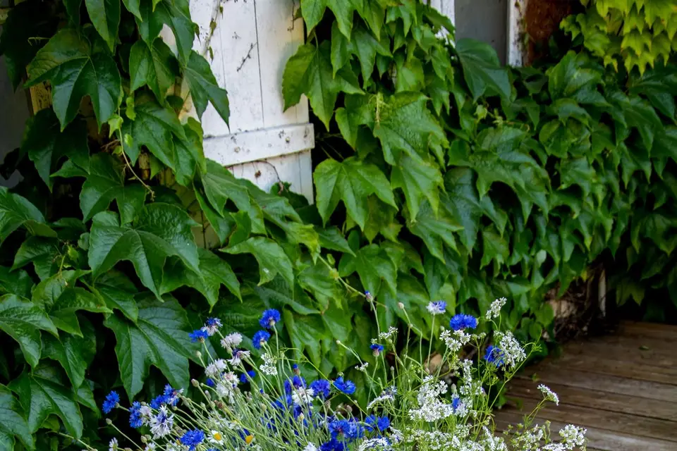 SMC Images — photo 5