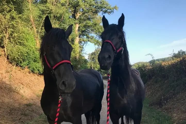 Aux Attelages de Jamacy — photo 7