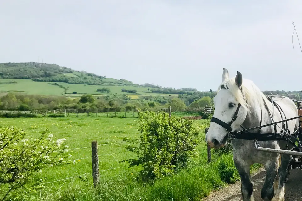 Aux Attelages de Jamacy — photo 6