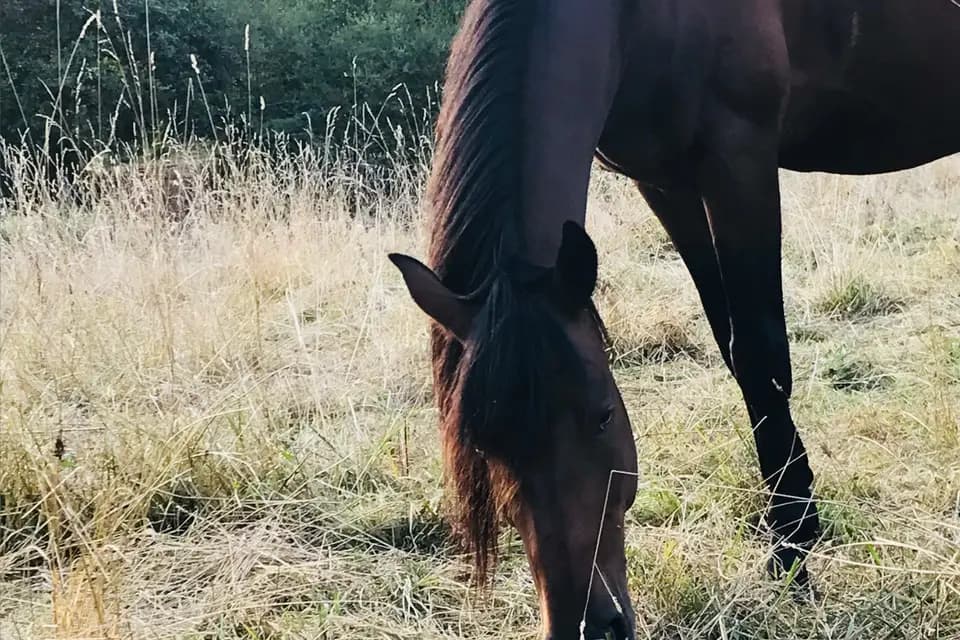 Aux Attelages de Jamacy — photo 8