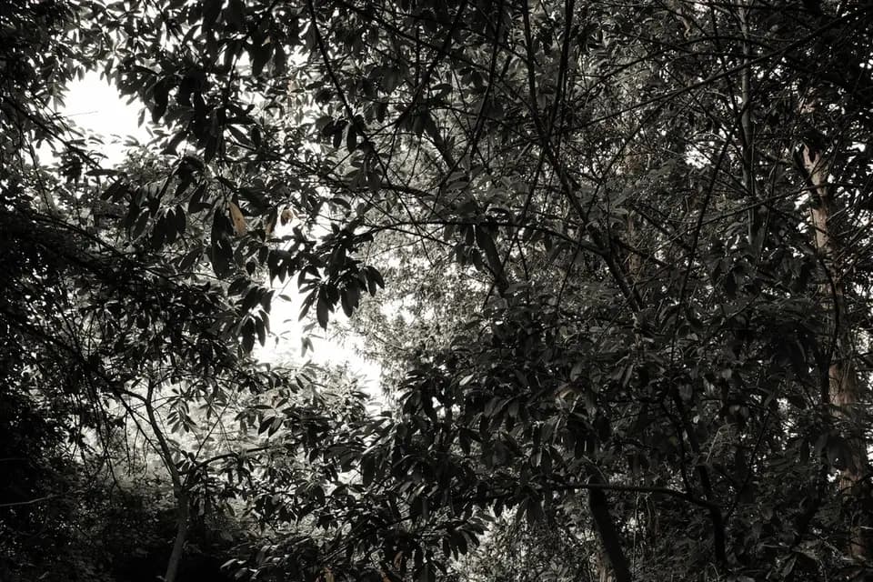 HD Mariage — photo 6