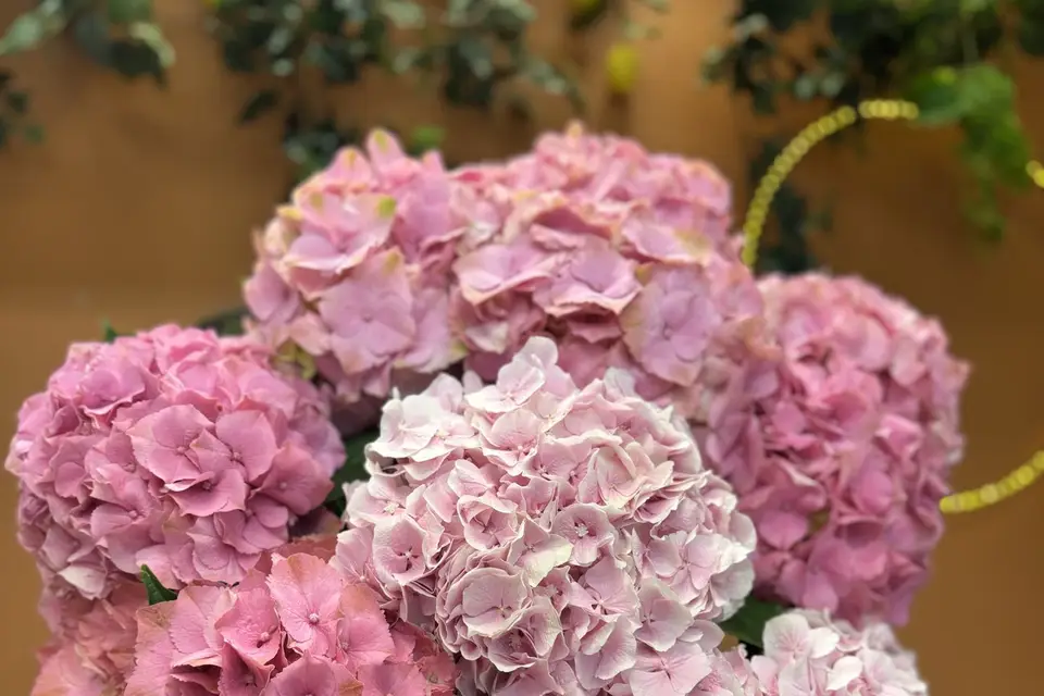 Aux Fleurs de Marie — photo 5