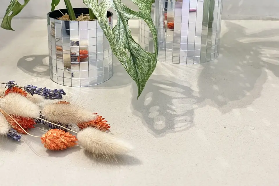 Belem Bouture — photo 5