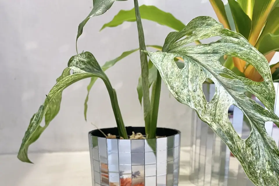 Belem Bouture — photo 4