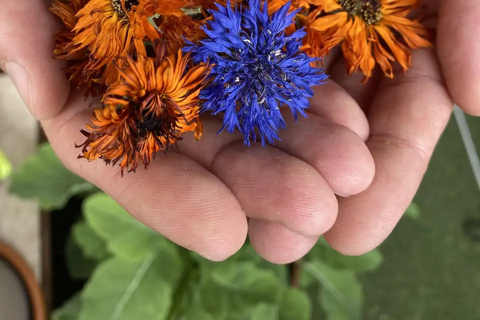 Sunset Spirit Cocktails — photo 6