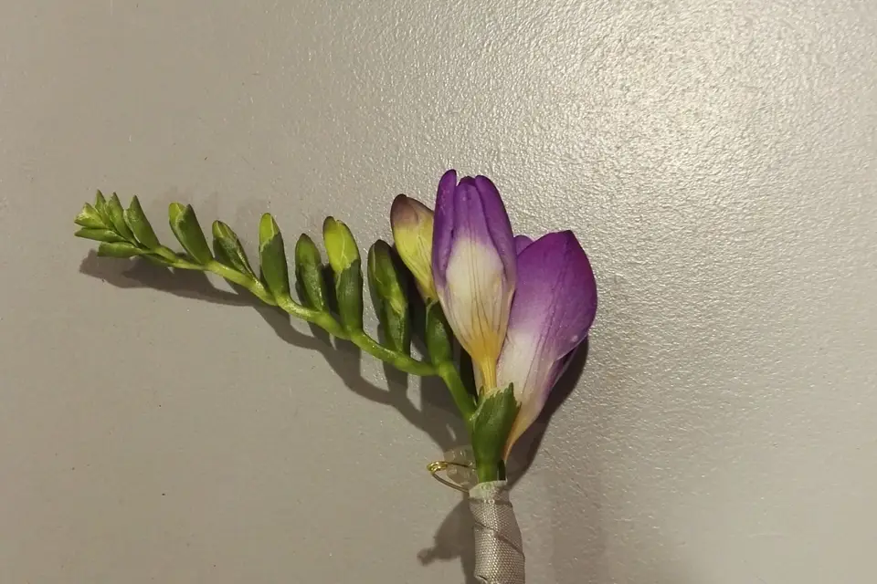 Passiflore — photo 6