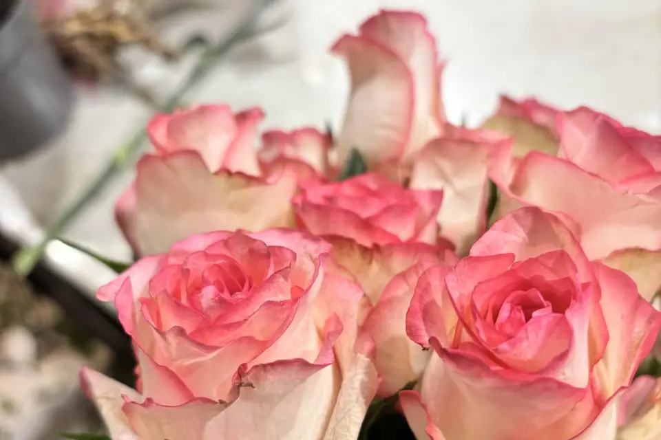 Fleurs Mori — photo 1