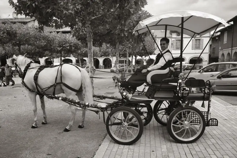 Les Attelages du Sud-Ouest — photo 2