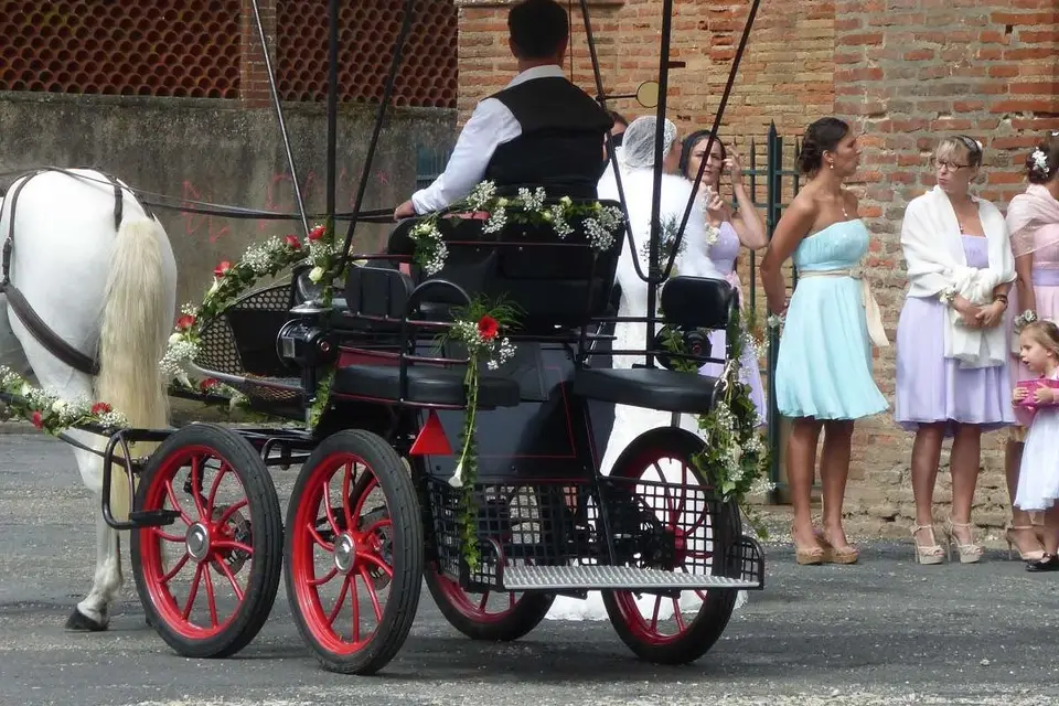 Les Attelages du Sud-Ouest — photo 7