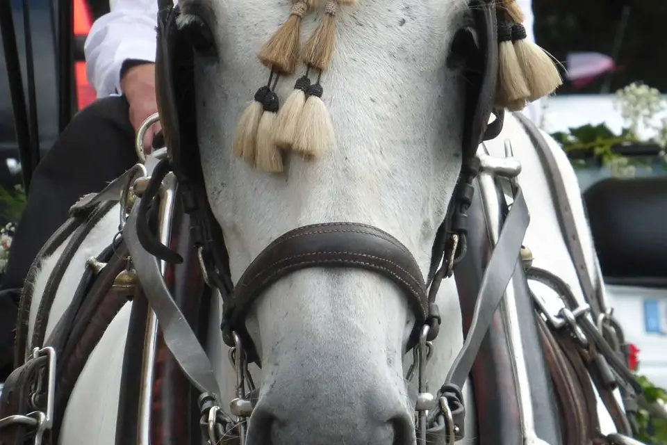 Les Attelages du Sud-Ouest — photo 6