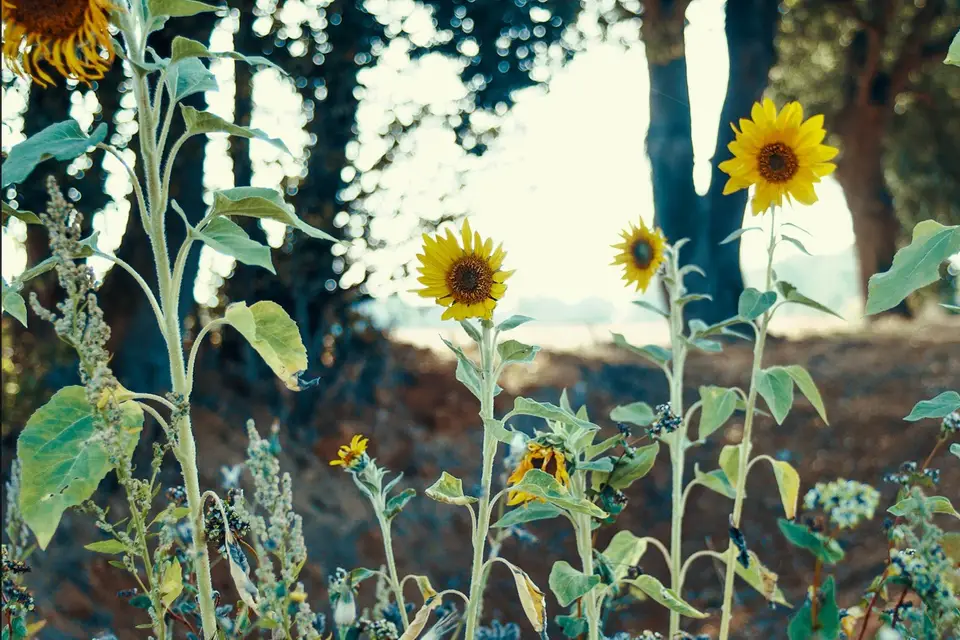 Anne-Constance Castiglione — photo 4