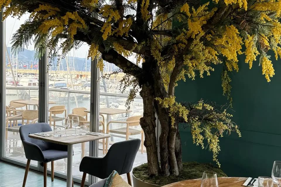 Mimosas sur le toit — photo 2