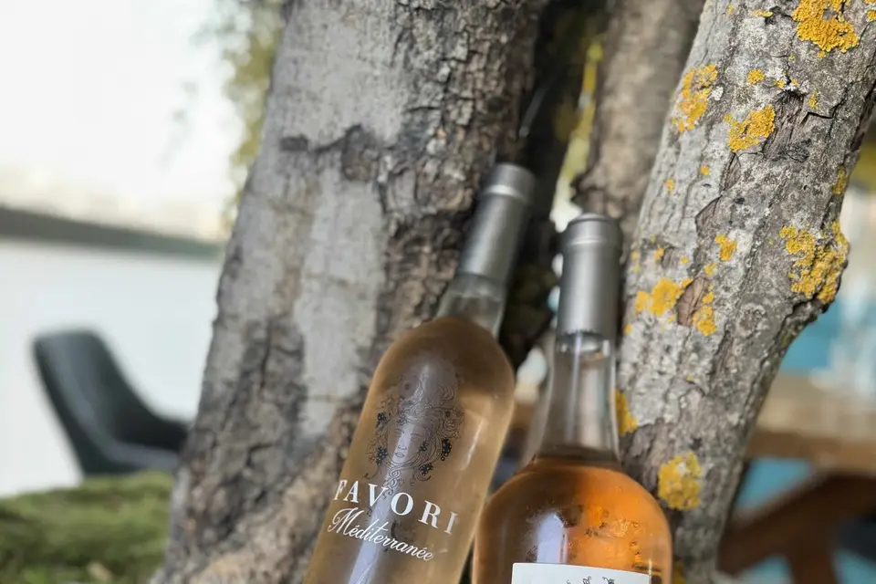 Mimosas sur le toit — photo 1