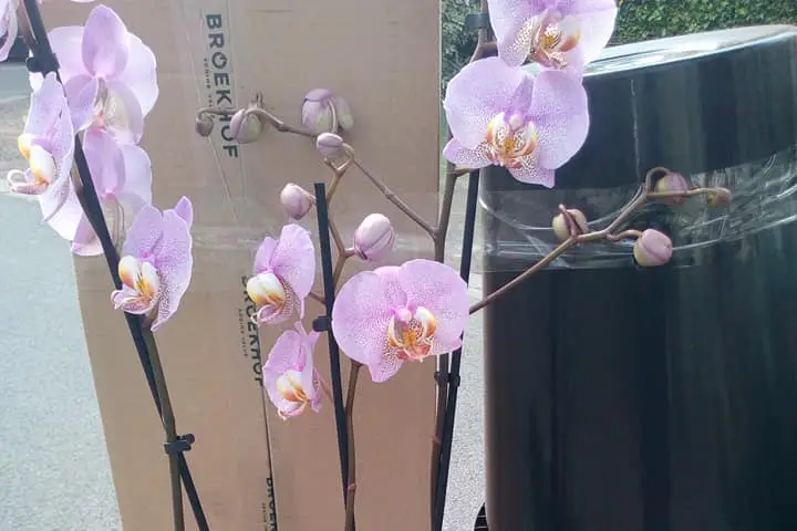 Au Parfum d'Olivier — photo 5