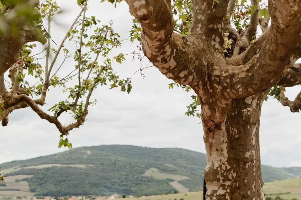 FlorAvea — photo 1