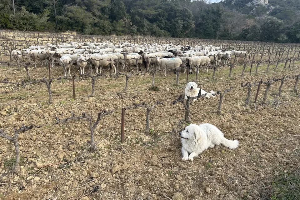 Un Grain de Folie — photo 3