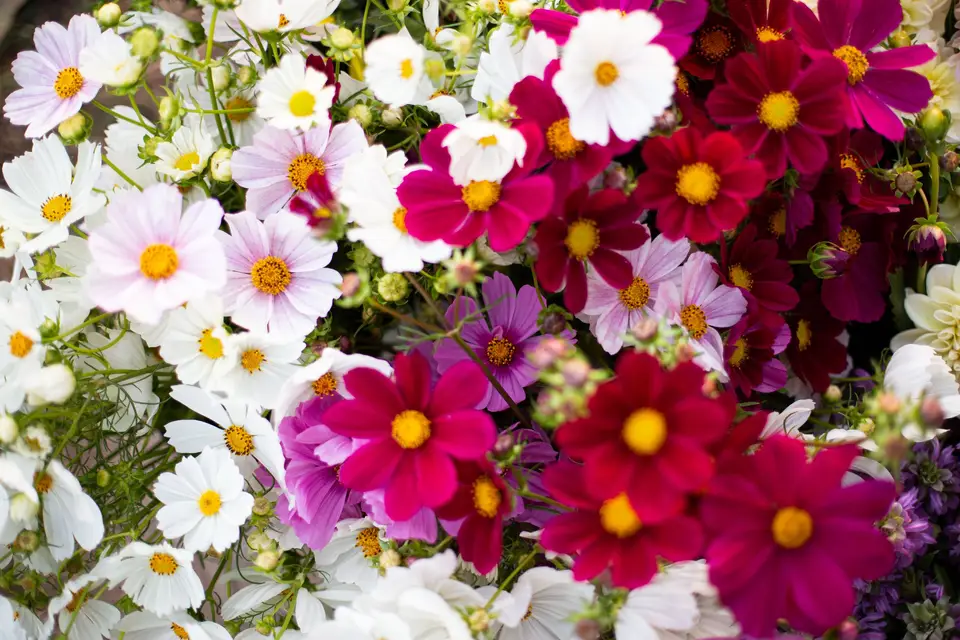 Poppie Ferme Florale — photo 5