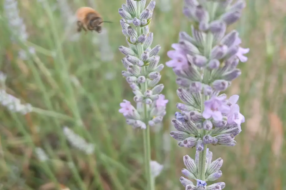 Rucher du Boucheron — photo 8