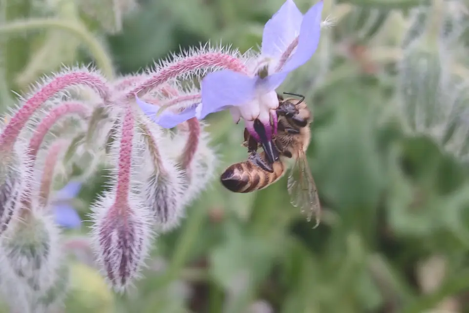 Rucher du Boucheron — photo 1