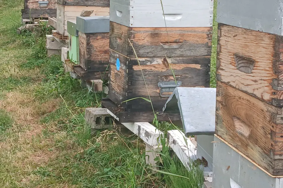 Rucher du Boucheron — photo 6