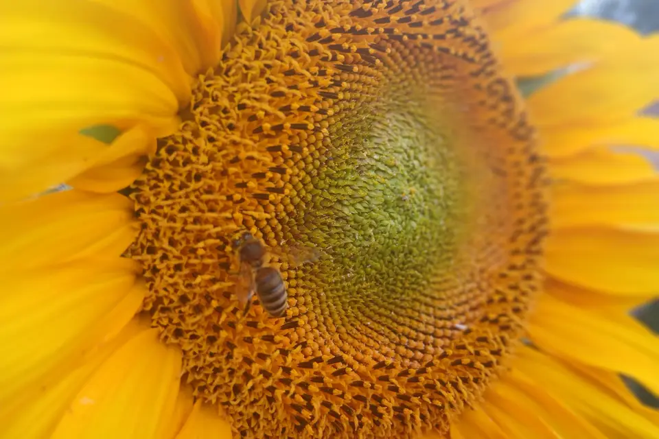 Rucher du Boucheron — photo 5