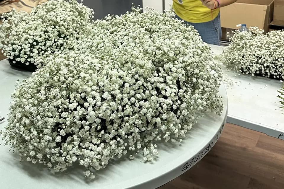 Candy Prestige — photo 8