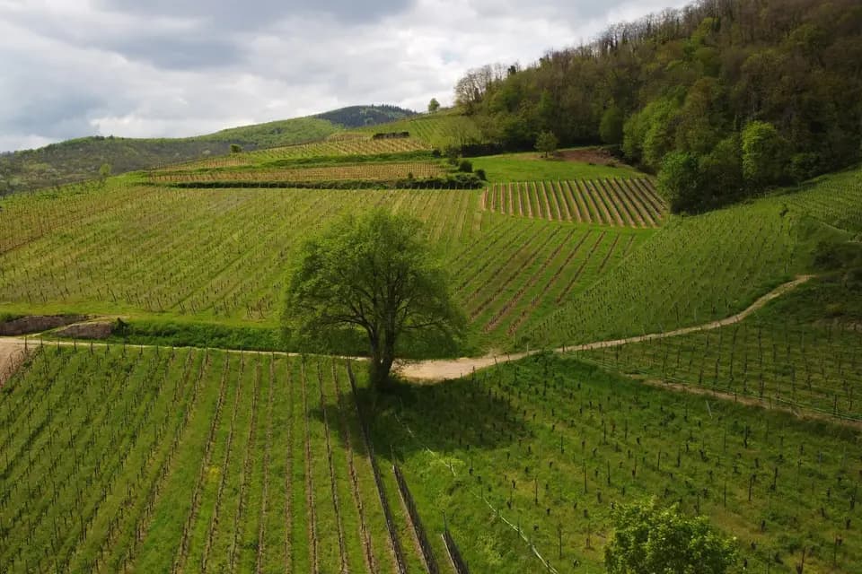 Domaine Etienne Simonis — photo 1