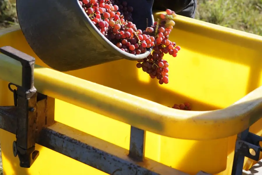 Domaine Etienne Simonis — photo 4